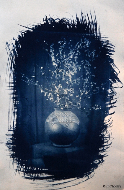 Fleur sortir du nucléaire 2.jpg - Tirage cyanotype d'apres négatif au collodion
